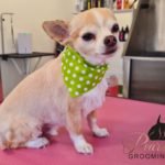 pearse_square_dog_grooming_cork_11-150x150-1.jpg
