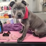 pearse_square_dog_grooming_cork_12-150x150-1.jpg