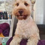 pearse_square_dog_grooming_cork_13-150x150-1.jpg