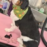 pearse_square_dog_grooming_cork_14-150x150-1.jpg