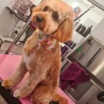 pearse_square_dog_grooming_cork_20-150x150-1.jpg