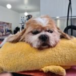 pearse_square_dog_grooming_cork_3-150x150-1.jpg