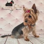 pearse_square_dog_grooming_cork_7-150x150-1.jpg