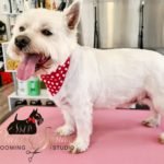 pearse_square_dog_grooming_cork_9-150x150-1.jpg