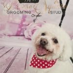 dog-grooming-cork-pearse-square-3