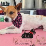 dog grooming Pearse Square Cork