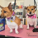 dog grooming Pearse Square Cork